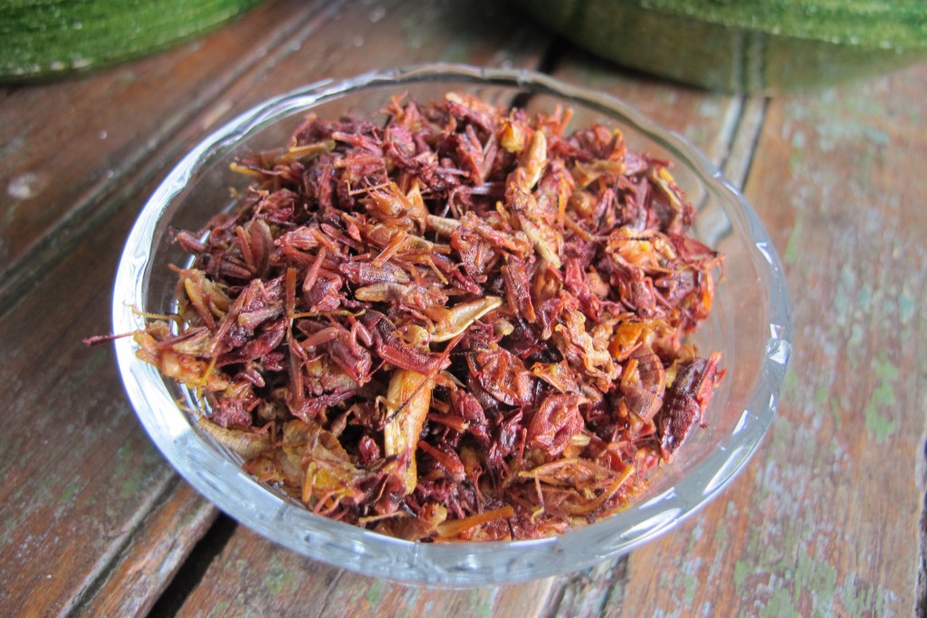 grasshoppers chapulines