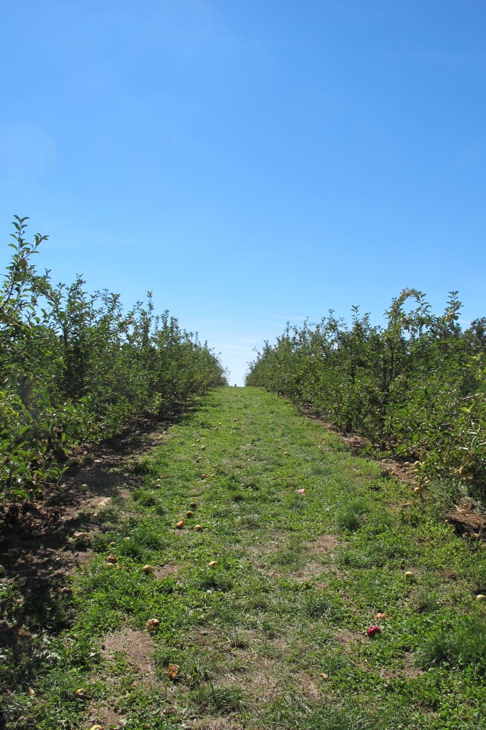Eckerts apple orchard