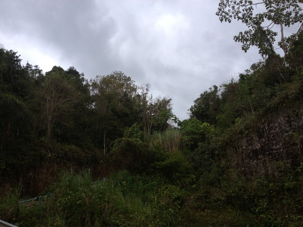 Puerto Rico rainforest 