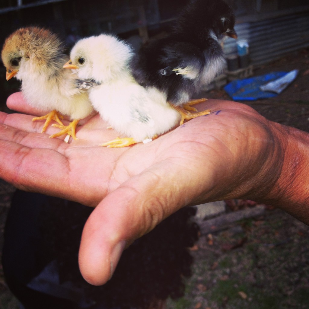 Four-Day Old Chickens
