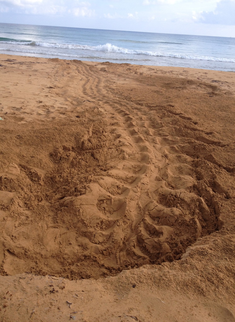 Leatherback sea turtle tracks leading from the ocean into her nest