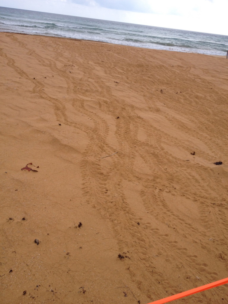 Look at all those baby turtle tracks!