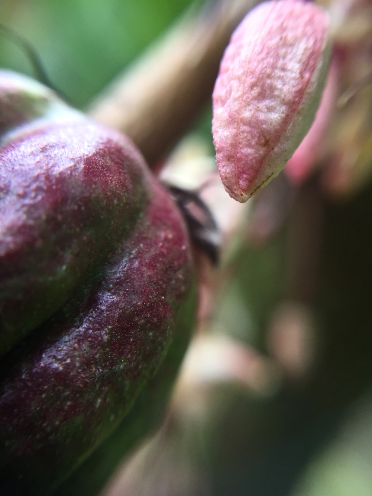 I loved looking at the cocoa pods up close