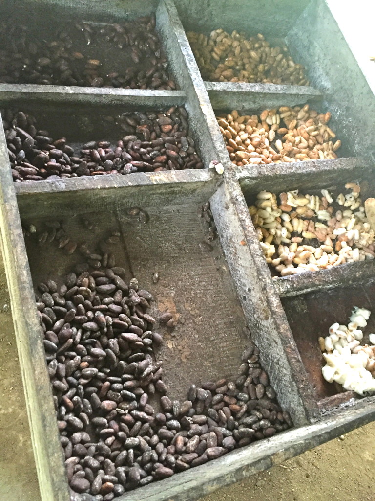 Cocoa seeds drying 