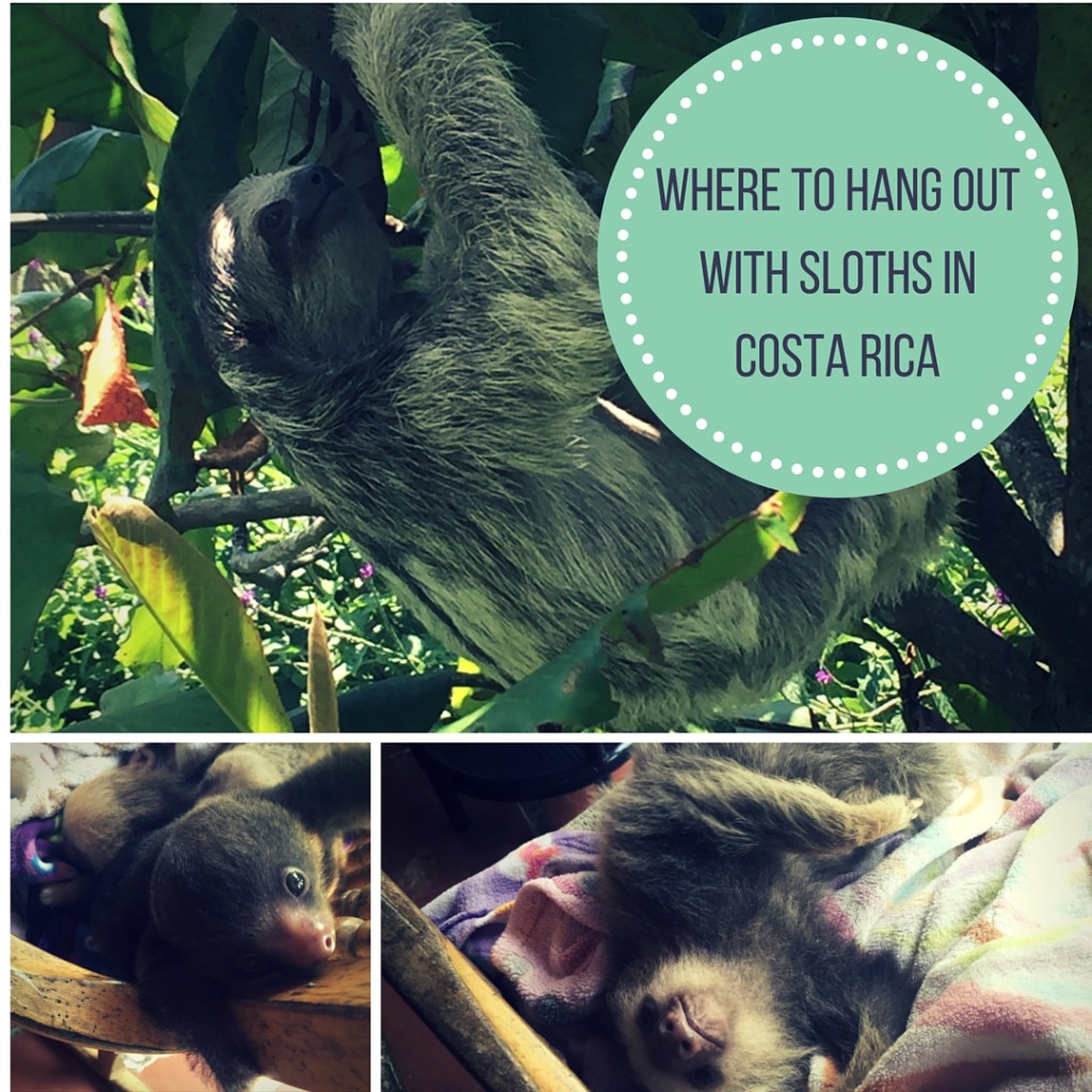 Hanging out with Sloths in costa rica
