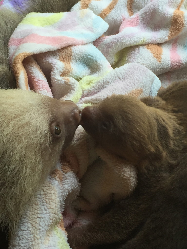 Baby two-toed sloths