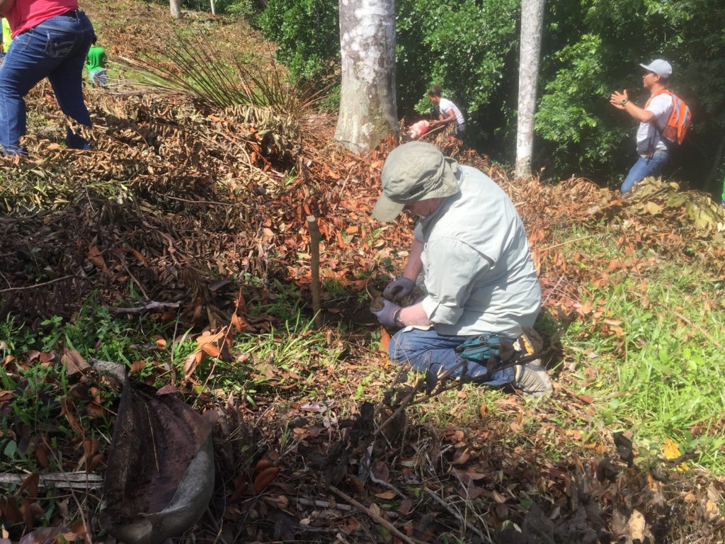 reforestation planting trees in dominican republic
