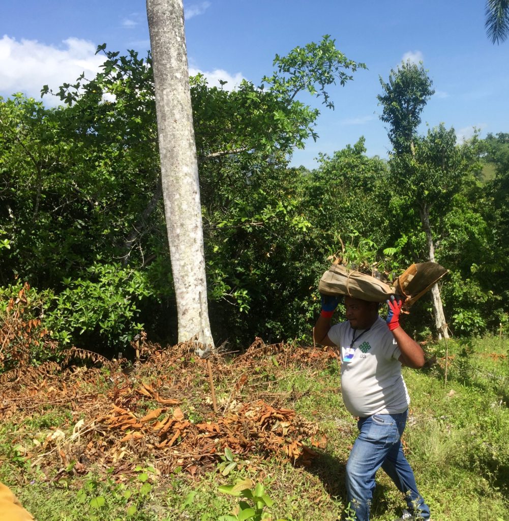 reforestation seedlings dominican republic
